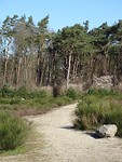 Loonse en Drunense Duinen!