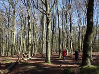 Heel veel bomen!