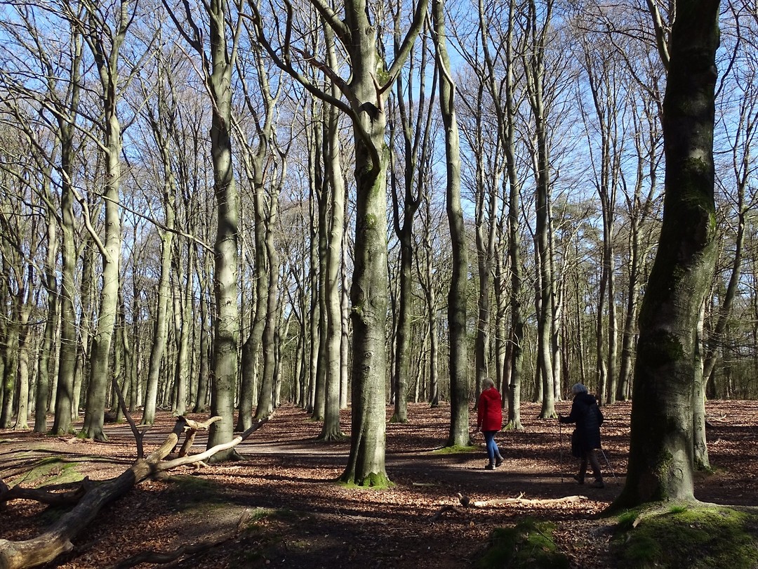 Heel veel bomen!