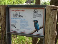 Ijsvogels op de Brouwersdijk!