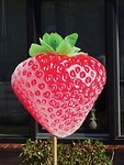 Veel aardbeienteelt!