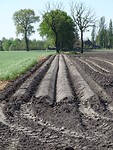 Aspergeveld!