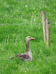 Grauwe Gans!