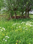 Natuurgebied de Langstraat!