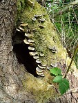 Kunst van de Natuur!