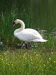 Zwaan!