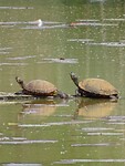 Geelbuikschildpadden!