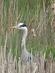 Blauwe Reiger!