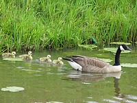 Canadese Brandgans met kuikens!