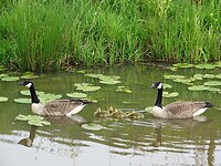De Familie!