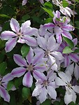 Clematis!