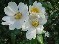 Witte Hondsroos!