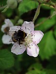 Bloeiende Braam met Hommel!