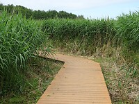 Vlonderpad door rietmoeras!
