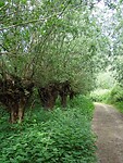 Appeldijk met Knotwilgen!