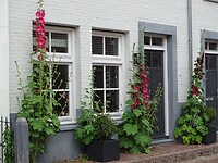 Druk! Druk! Druk! En de Groeten van Pippie!