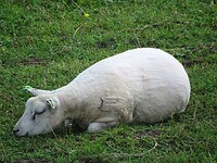 Schaap zonder jas!