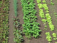 Ouderwetse Moestuin!