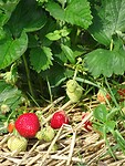 Aardbeien van de koude grond!