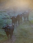 Waterbuffels in de mist!