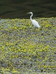 Witte reiger tussen de gele waterlelies! Maar ver weg!