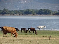 Lake Kerkini!