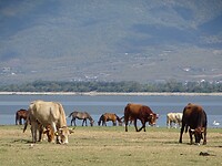 Lake Kerkini!