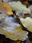 Graskleefsteelmycena!