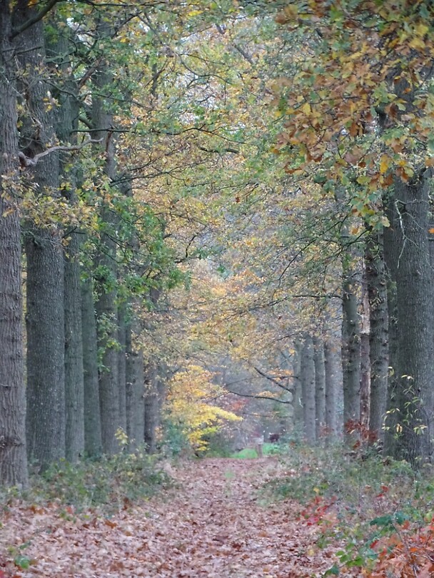 Herfst!