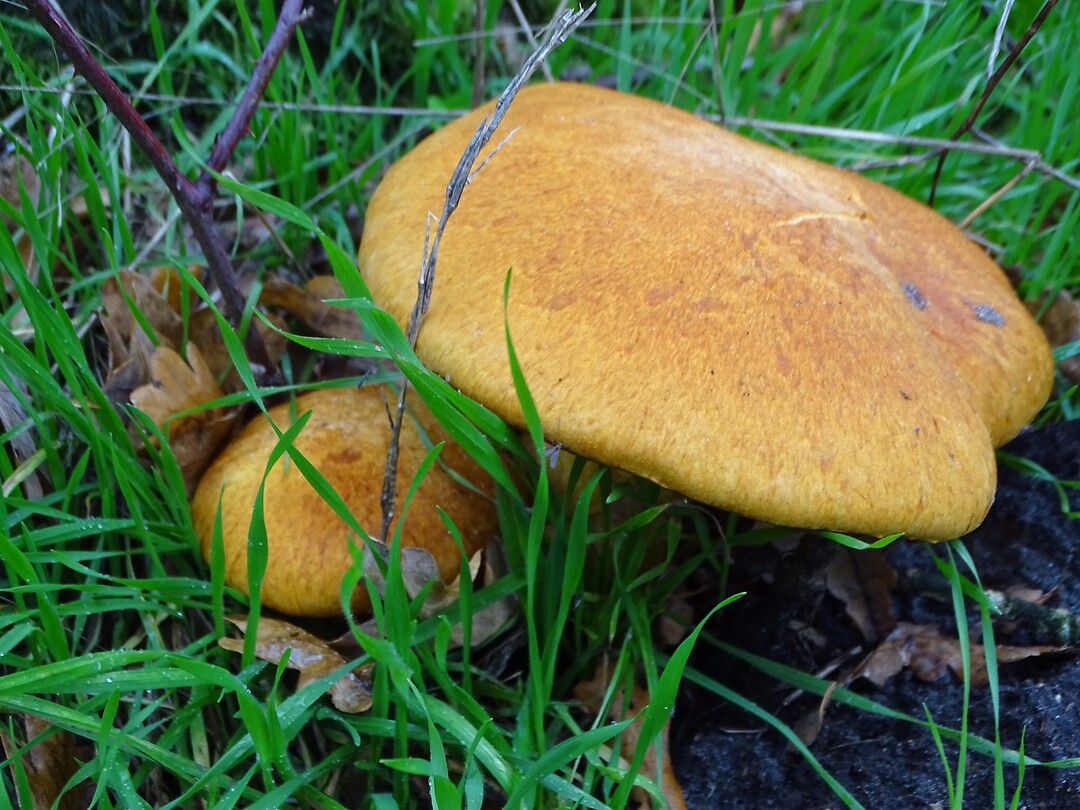Eekhoorntjesbrood! Koning onder de paddestoelen!
