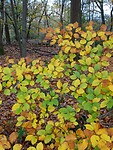 Herfst!
