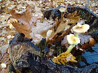 Herfst!