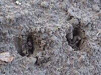Spoor van een ree....