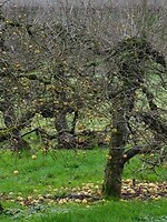 Valappels!