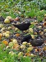 Valappels in de boomgaard!