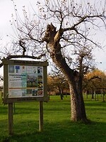 Hoogstamboomgaard De Bongerd!