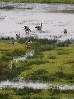 Uiterwaarden langs de Diefdijk!