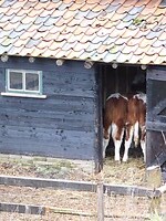 Puur Nederland!