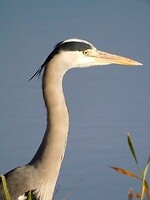 Blauwe Reiger!