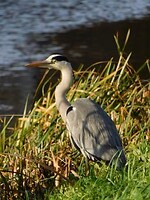 Blauwe Reiger!
