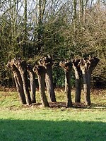 Knotwilgenkring!