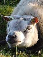 Ram!