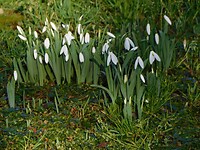 De eerste sneeuwklokjes!