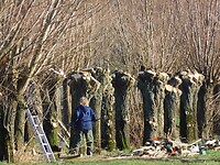 Wilgen knotten!