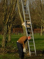 Wilgen knotten!