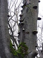 Tonderzwammen in beukenboom!