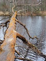 Kleur in het winterbos!