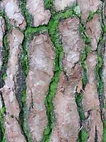 Kleine verrassing van de natuur......schilderij!