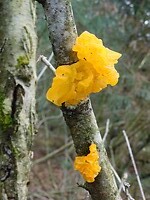 Gele Trilzwam brengt kleur in het winterbos!