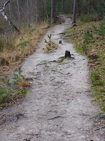 Pad door het winterbos!